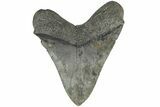 Fossil Megalodon Tooth - South Carolina #203055-2